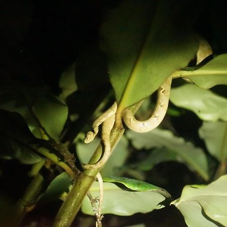 Shipati Lodge Misahualli Luaran gambar